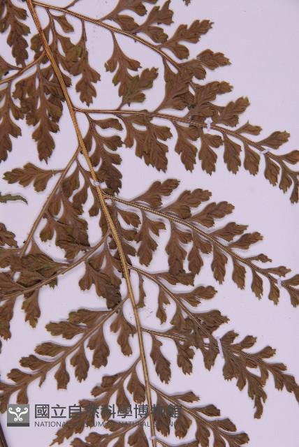 大鐵角蕨藏品圖，第5張