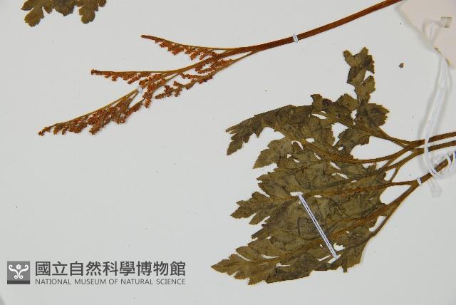 陰地蕨藏品圖，第5張