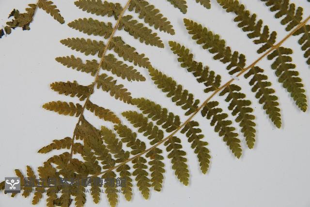 姬蕨藏品圖，第5張