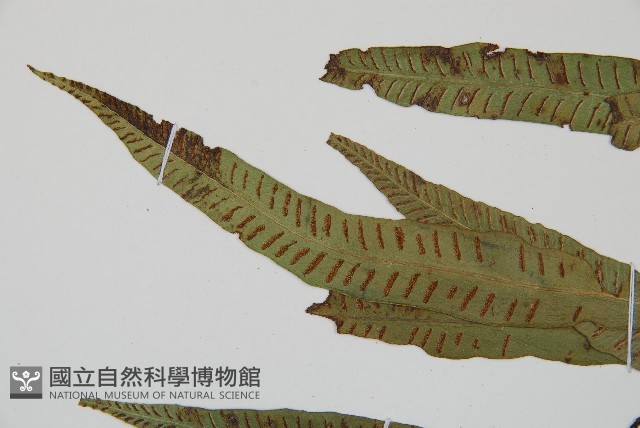 單葉雙蓋蕨藏品圖，第5張