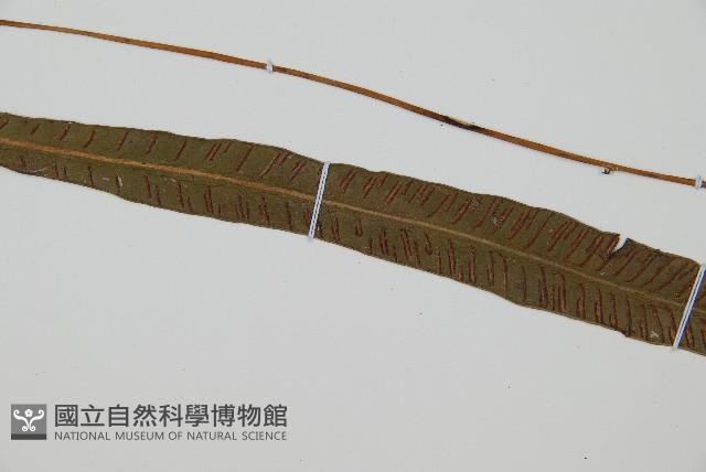 單葉雙蓋蕨藏品圖，第5張