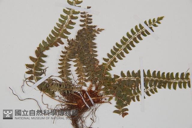 岩蕨藏品圖，第5張