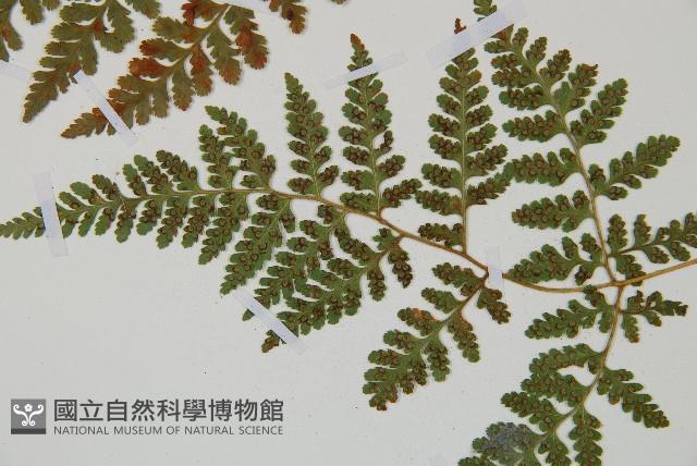 登錄號:P012061藏品圖，第5張