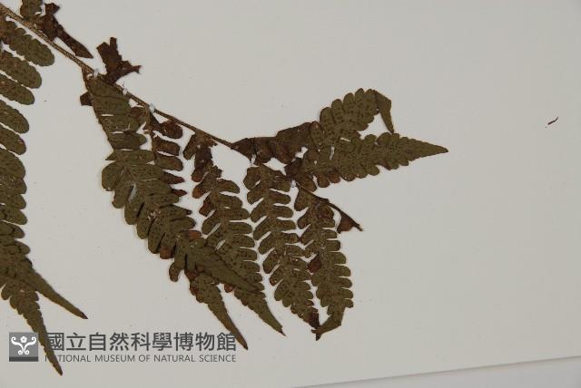 愛德氏肋毛蕨藏品圖，第5張