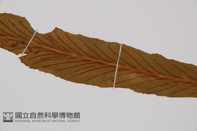 劍葉鐵角蕨、箭葉鐵角蕨藏品圖，第5張