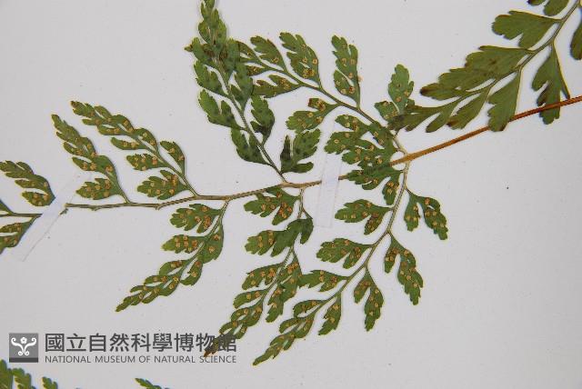 寬葉冷蕨藏品圖，第5張