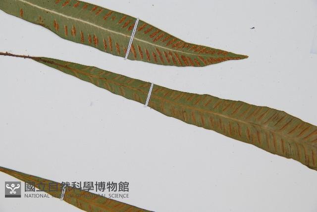 單葉雙蓋蕨藏品圖，第7張