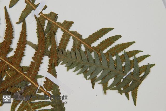岩蕨藏品圖，第5張