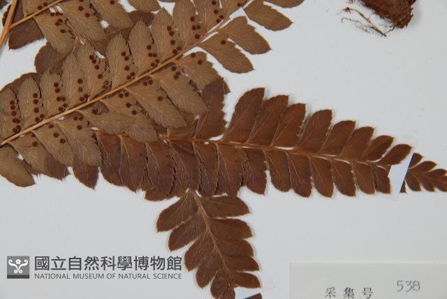 屋久複葉耳蕨藏品圖，第5張