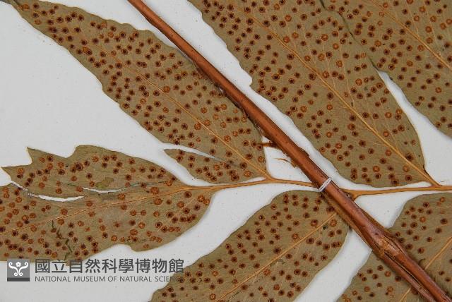 披針貫眾蕨藏品圖，第5張