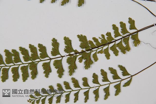 吉永鐵角蕨、斜葉鐵角蕨藏品圖，第5張