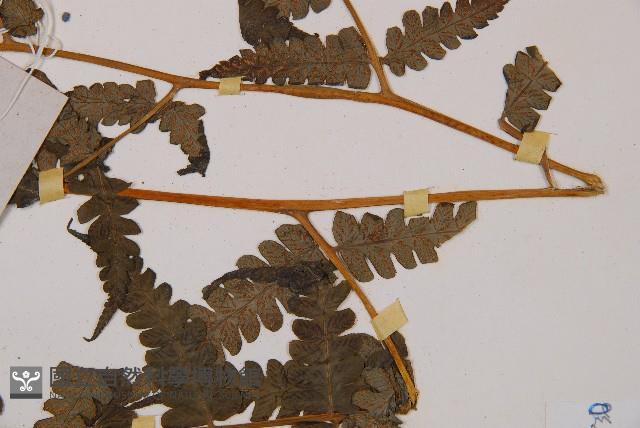 淡綠短腸蕨藏品圖，第5張