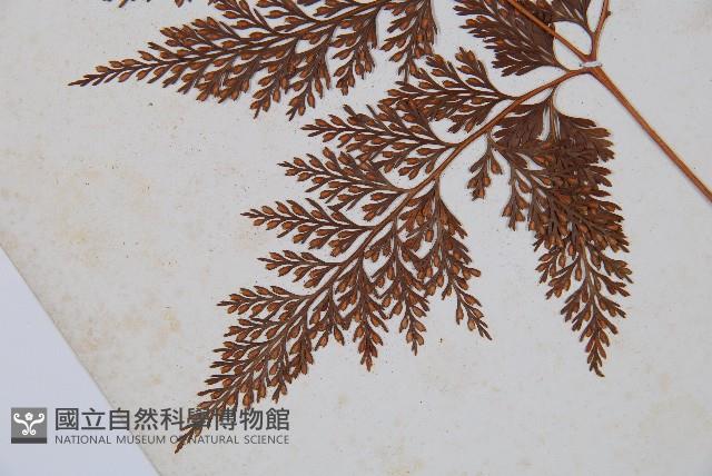 海州骨碎補藏品圖，第5張