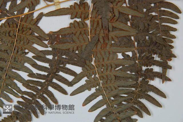 蕨藏品圖，第5張