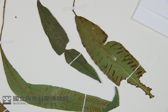 單葉雙蓋蕨藏品圖，第5張