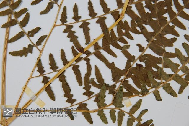 蕨藏品圖，第5張