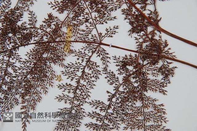 台灣小膜蓋蕨藏品圖，第4張