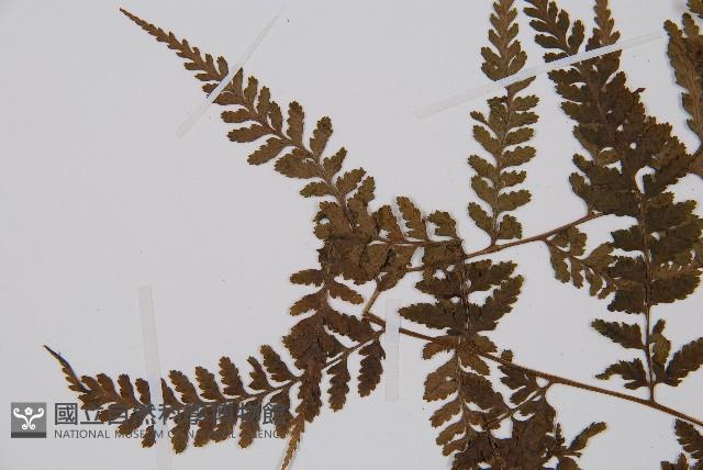 日本蹄蓋蕨藏品圖，第5張