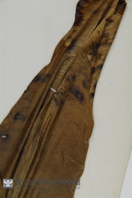 Bird's-nest fern Collection Image, Figure 5, Total 5 Figures