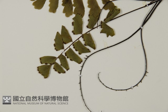 翅柄鐵線蕨藏品圖，第5張
