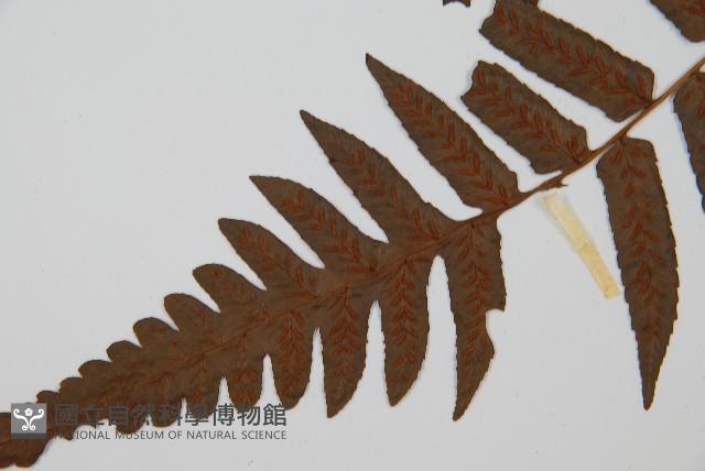 毛柄短腸蕨藏品圖，第5張