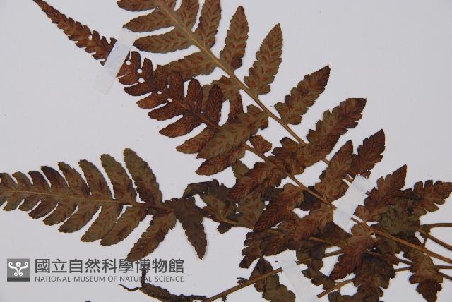 假蹄蓋蕨藏品圖，第5張