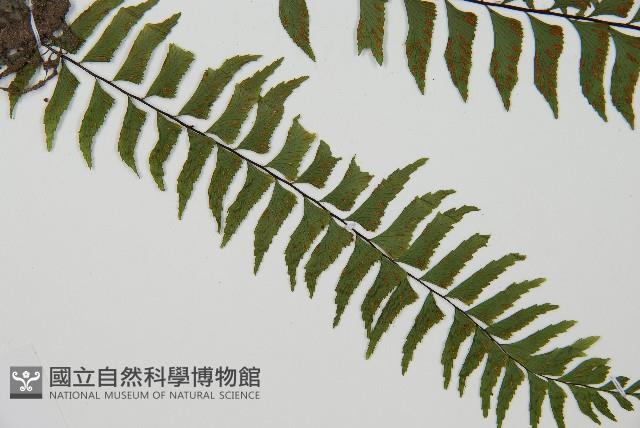 單邊鐵角蕨藏品圖，第5張
