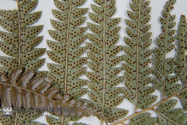 細葉複葉耳蕨藏品圖，第5張