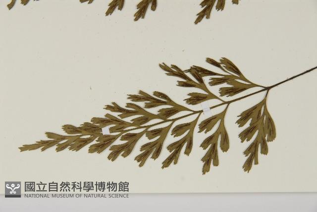 大蓬萊鐵角蕨藏品圖，第5張