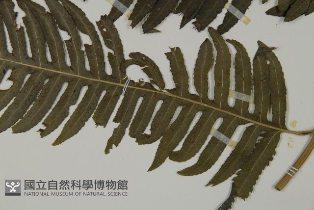 長柄牙蕨藏品圖，第5張