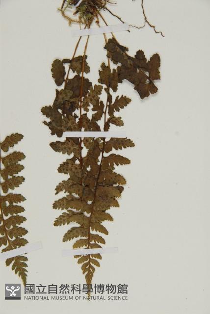 胎生鐵角蕨藏品圖，第5張