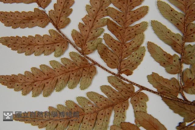 登錄號:P011141藏品圖，第5張