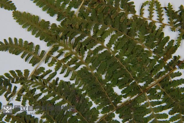 粗柄毛冷蕨藏品圖，第5張