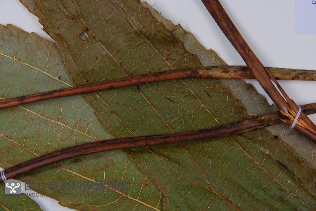 雙扇蕨藏品圖，第5張