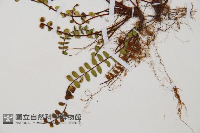 鐵角蕨藏品圖，第5張