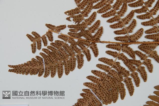 闊鱗鱗毛蕨藏品圖，第5張
