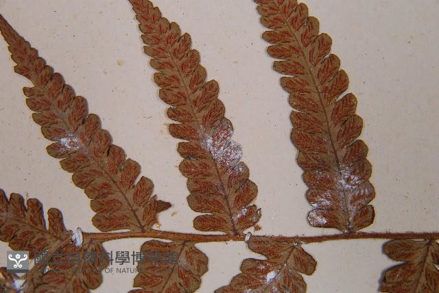 假蹄蓋蕨、東洋蹄蓋蕨藏品圖，第5張