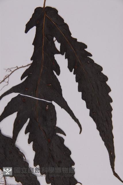 三叉蕨藏品圖，第5張