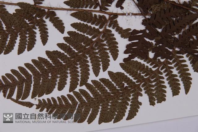 愛德氏肋毛蕨藏品圖，第5張