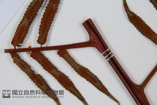 黑桫蕨藏品圖，第11張