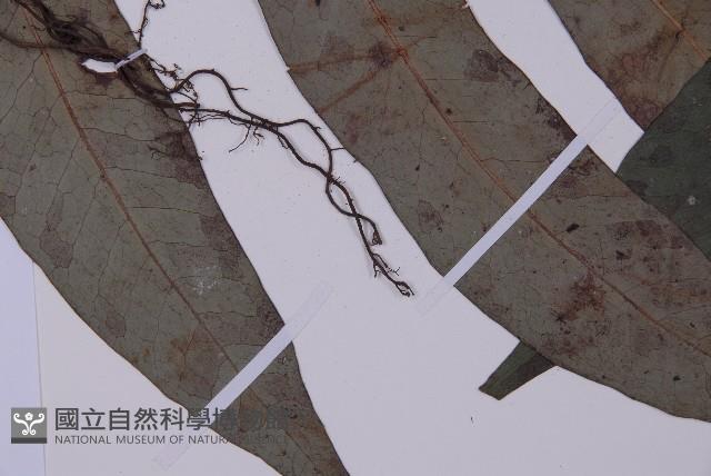 翅柄三叉蕨藏品圖，第5張