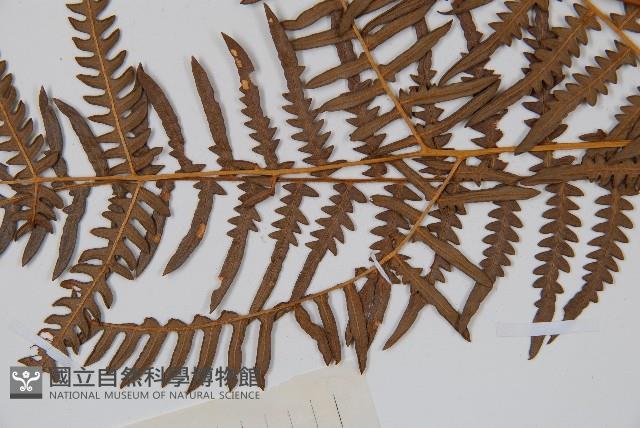 蕨藏品圖，第5張
