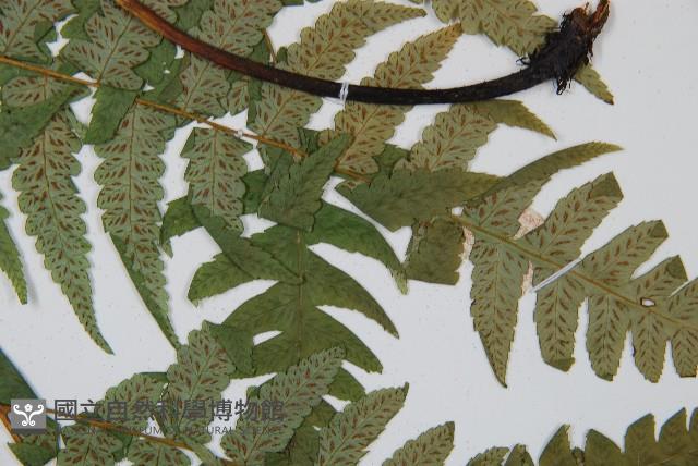 毛柄短腸蕨藏品圖，第5張