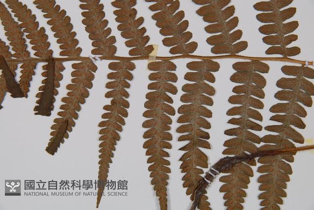 東洋蹄蓋蕨、假蹄蓋蕨藏品圖，第5張