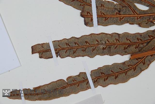 Accession Number:P010541 Collection Image, Figure 5, Total 4 Figures