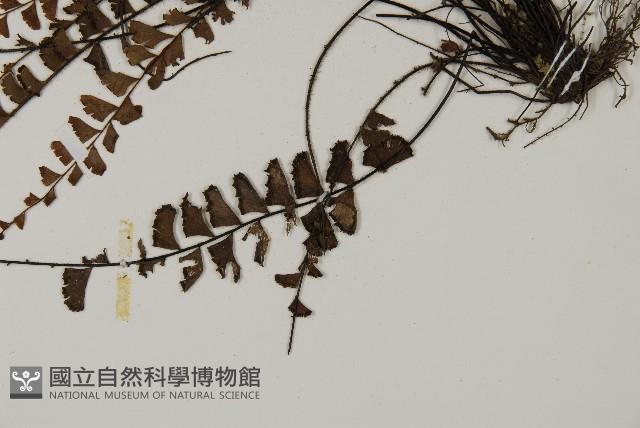 馬來鐵線蕨藏品圖，第5張
