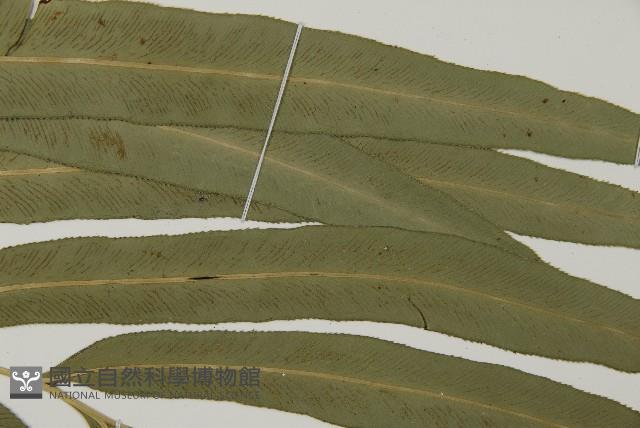 Accession Number:P011541 Collection Image, Figure 5, Total 9 Figures