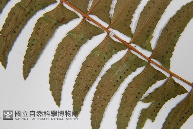 臺東耳蕨藏品圖，第5張