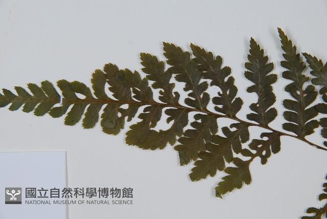 川上氏雙蓋蕨藏品圖，第5張