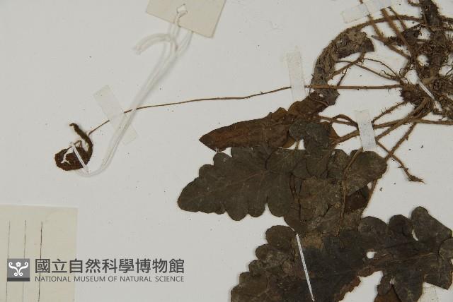 地耳蕨藏品圖，第5張